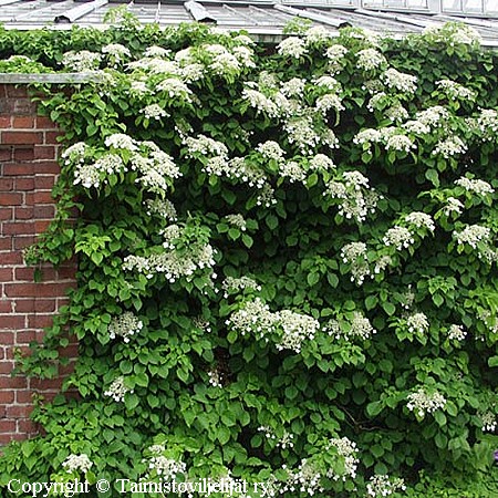 Hydrangea anomala ssp. petiolaris, köynnöshortensia